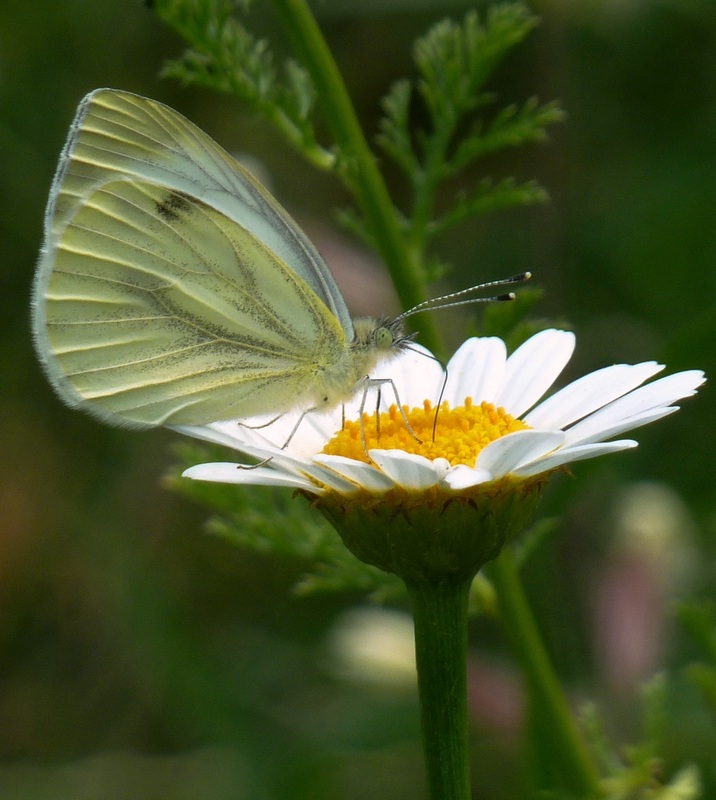 Le 15 Pieridae sp. dell''Umbria